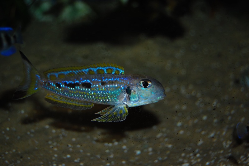 Xenotilapia singularis 'Kalya'
